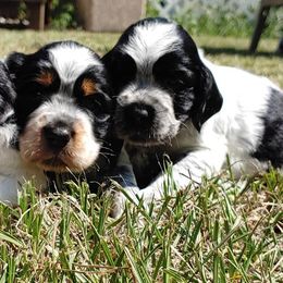 English Springer Spaniels from Smyrna Springers