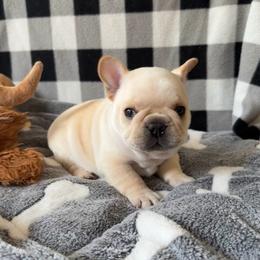 Mayo - Cream male French Bulldog puppy in Seneca, South Carolina from Keowee Kennels