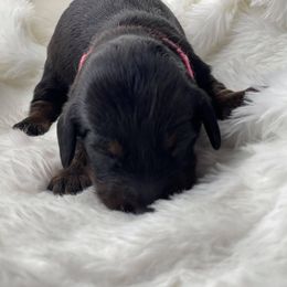 Dachshund Puppies from Hart Dachshunds