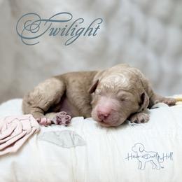 Twilight - Cream female Goldendoodle puppy in Evans, Georgia from Have-a-Doodle Hill