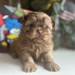 Boy 4 Little JOY - Shih Tzu puppy from "Shihtzu Best Friend"
