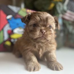 Boy 4 Little JOY - Shih Tzu puppy from "Shihtzu Best Friend"