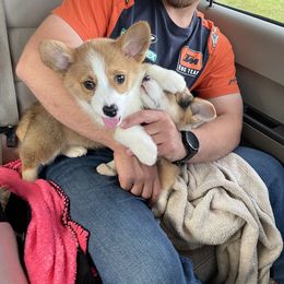 American Corgi and Pembroke Welsh Corgi Puppies from Circle D Corgis