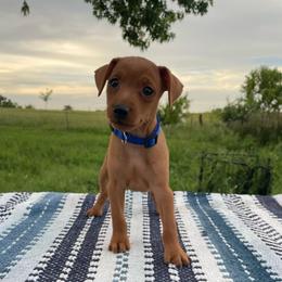 Marlin - Stag red male Miniature Pinscher puppy in Lancaster, Missouri from White Stone Ranch