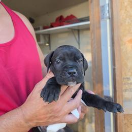 Boy 2 - Black male Cane Corso puppy in Kaufman, Texas from Phantom Corsos