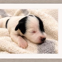 Toby - Parti male Miniature Schnauzer puppy in Summerfield, Florida from M & M Schnauzers