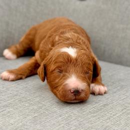 Zeppelin - Red  male Goldendoodle puppy in Queen Creek, Arizona from Goldendoodle AZ