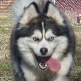 Onyx - Pomsky