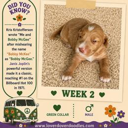 Bobby McGee - Apricot male Goldendoodle puppy in Frostproof, Florida from Lover Dover Doodles
