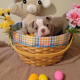 Boston Terrier Puppies from CC'S Boston Babies