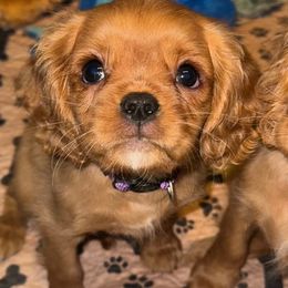 Purple - Crush - Ruby male Cavalier King Charles Spaniel puppy in Corpus Christi, Texas from Kings Cross Cavaliers