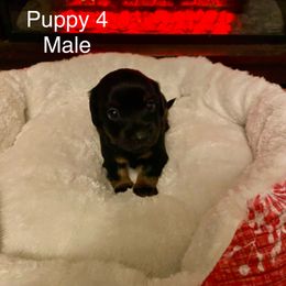 Dachshund Puppies from Bosley's Dachshunds