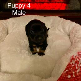Dachshund Puppies from Bosley's Dachshunds