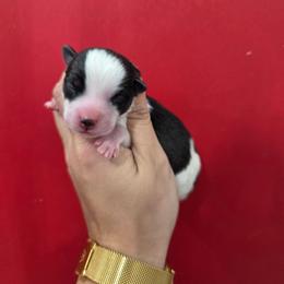 Camden - Wolf sable male Pomsky puppy in Mc Callsburg, Iowa from SZ Rolling Acres LLC