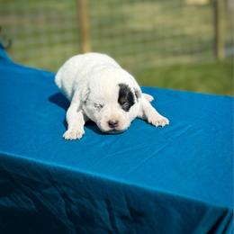 Pink collar - Blue speckled female Australian Cattle Dog puppy in Spokane, Washington from 4D Cattle Dogs