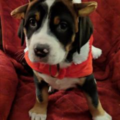 Greater Swiss Mountain Dog Puppies from Simply Swissies