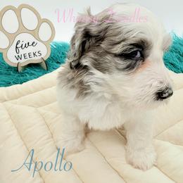 Apollo - Blue merle male Bernedoodle puppy in Omaha, Nebraska from Whimsy Doodles