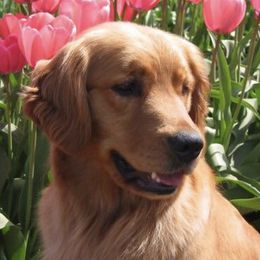 Golden Retrievers from Shadowlands