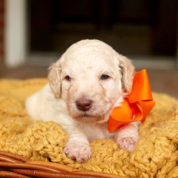 Australian Labradoodle, Bernedoodle, and Goldendoodle Puppies from Golden Fields Doodles