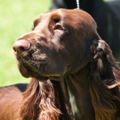 Field Spaniels from Blue Sky Field Spaniels