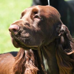 Field Spaniels from Blue Sky Field Spaniels