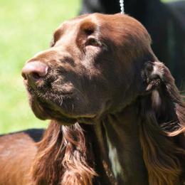 Field Spaniels from Blue Sky Field Spaniels