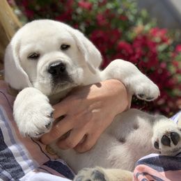 Labrador Retrievers from Chateau St. John