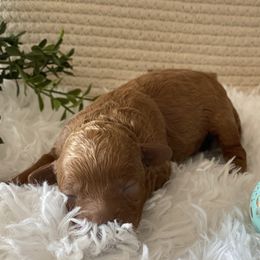 Poodle puppies from Heavn Sent Acres