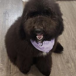 Goldendoodle and Poodle All Grown Up from Colorful Creations Doodles and Poodles