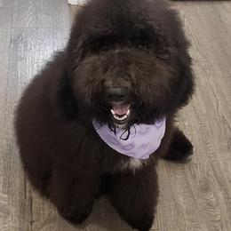 Goldendoodle and Poodle All Grown Up from Colorful Creations Doodles and Poodles