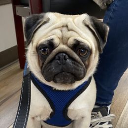 Mr Peabody - Pug