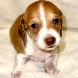Girl 1 - Piebald female Dachshund puppy in Fredonia, Arizona from Desert Horizon Dachshunds