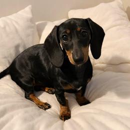 Pepper - Dachshund
