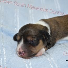 Shaded cream pie - Piebald male Dachshund puppy in Seminary, Mississippi from Down South Mavericks Dachshunds
