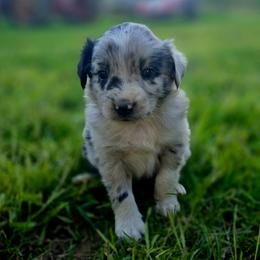 Sam - Blue merle male Australian Shepherd puppy in Puryear, Tennessee from Double G Ranch