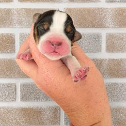 Sparrow - Black white and tan female English Springer Spaniel puppy in Fort White, Florida from Thunderbird Springers