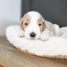 Reed - Parti male Goldendoodle puppy in Moses Lake, Washington from Macy Meadows Doodles