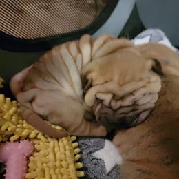 Horsecoat male - Fawn male Chinese Shar-Pei puppy in Wellington, Ohio from Shine Shar-Pei