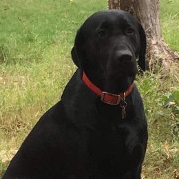 Ace - Labrador Retriever