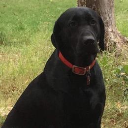 Ace - Labrador Retriever