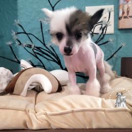Chinese Crested Puppies from Crestie Charm Cottage
