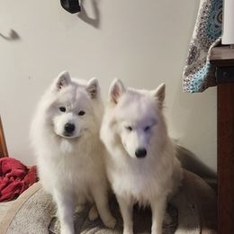 Samoyeds from Erwin Samoyed
