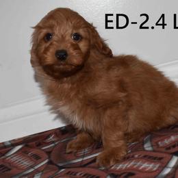 Boy 2 - Red  male Goldendoodle puppy in Jasper, Indiana from Hilltop Pups By Abby, LLC