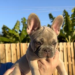 French Bulldog Puppies from Belle Âme Frenchies