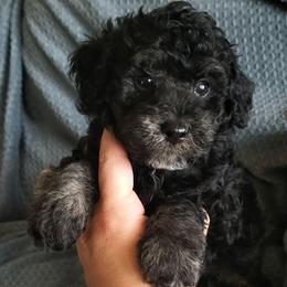 Bentley - Toy Poodle - Phantom male Poodle puppy in Falcon, Missouri from Cedar House Heritage Poodles | AKC Toy & Miniature Poodle Puppies Raised in Home