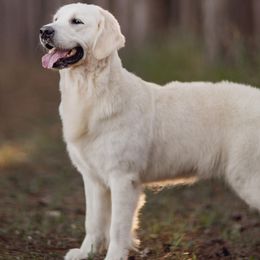 Poppi - Golden Retriever