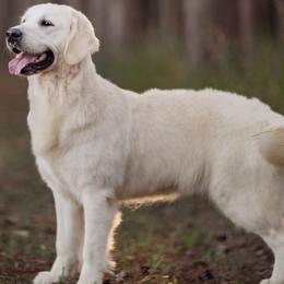 Poppi - Golden Retriever