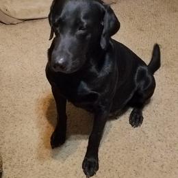 Labrador Retrievers from Pearl River Retrivers