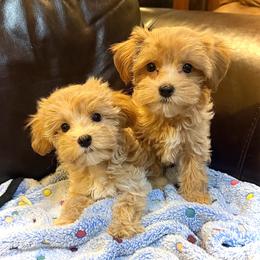 Maltipoo puppies from 3 Bs Havanese-PUPPIES with  PURPOSE