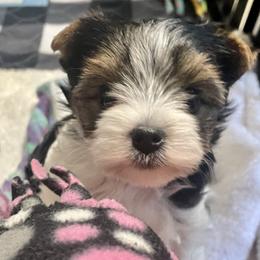 Biewer Terrier, Chinese Crested, and Yorkshire Terrier Puppies from FronkLinn Kennel